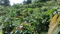 Finca Productora en Vereda el Marfil