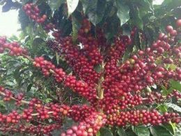 Hermosa Finca Cafetera en Manizales para Permutar 